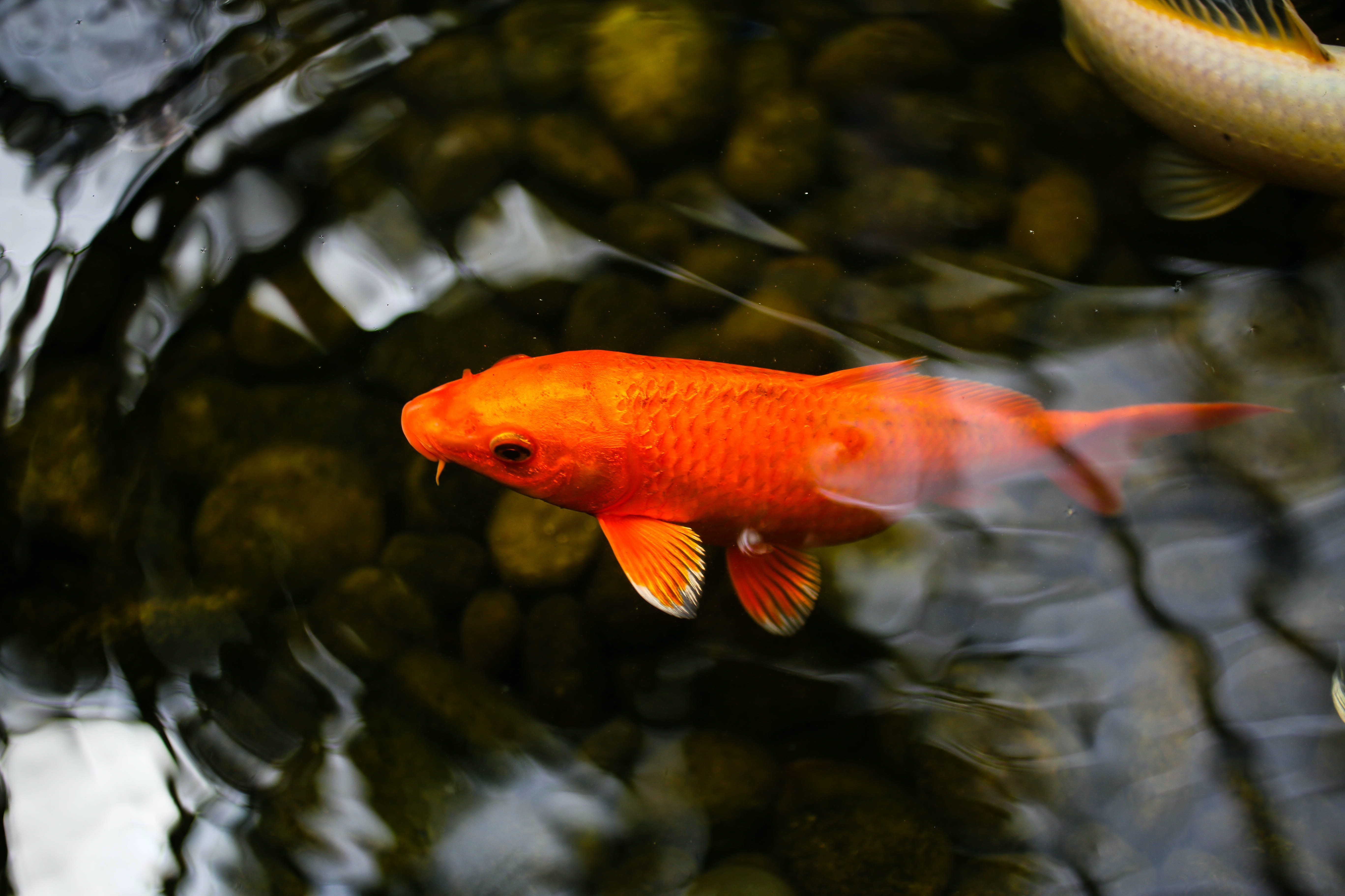 Ep 1, Koi Ponds